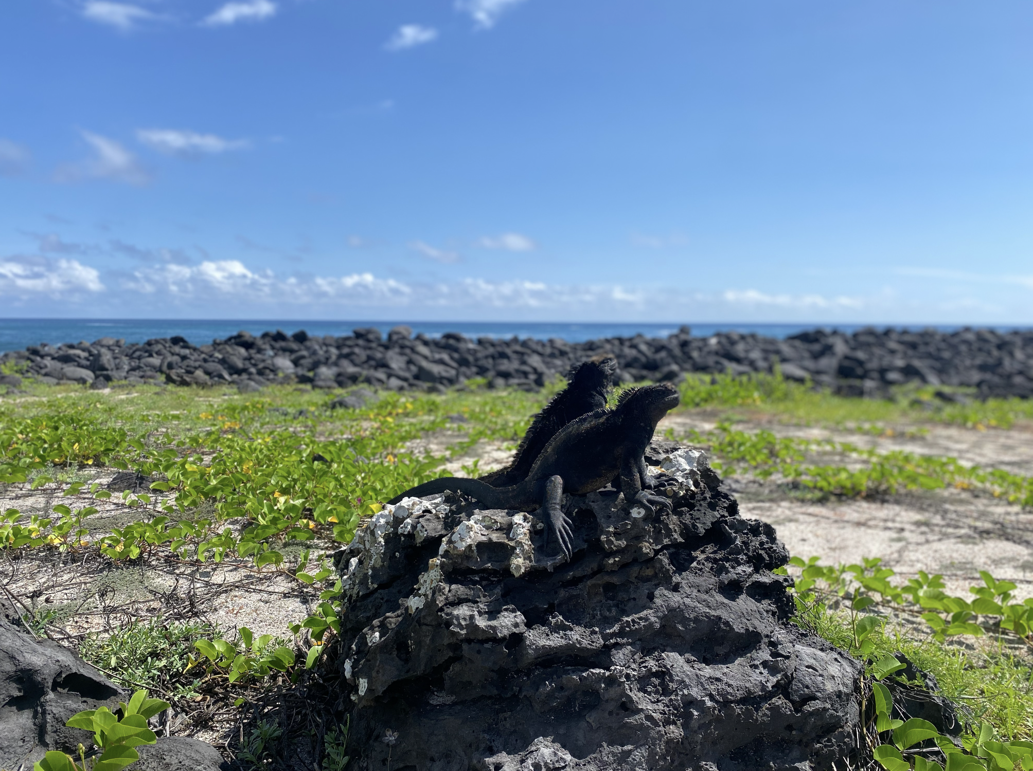 Meeresechsen auf Lavagestein an der Küste der Galápagos-Inseln